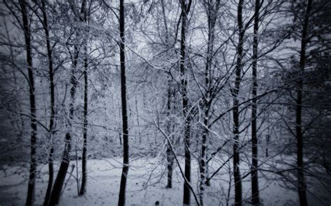 🔥 [40+] Snowy Forest Desktop Wallpapers | WallpaperSafari