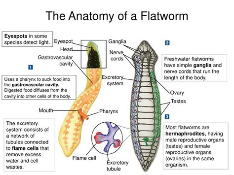 PPT - 27–1 Flatworms PowerPoint Presentation, free download - ID:6005321