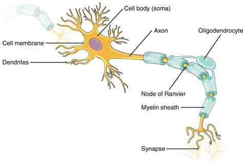 10.1: Neurons and Glial Cells - Biology LibreTexts