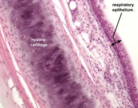 Thoracic Duct Histology