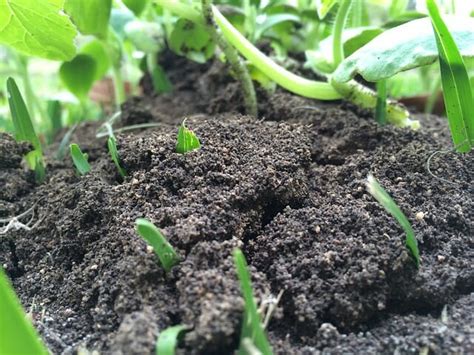 4 Common Soil Problems (And How To Easily Fix Them) | Off The Grid News