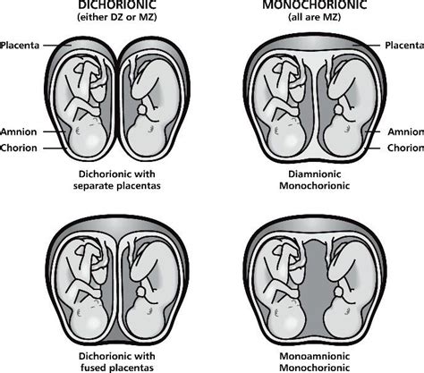 four stages of the human body and their functions in each section of the body, with different