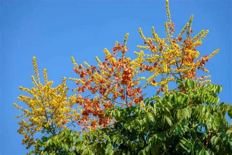 栾树花开，再现“黄金雨”（附美图云赏）