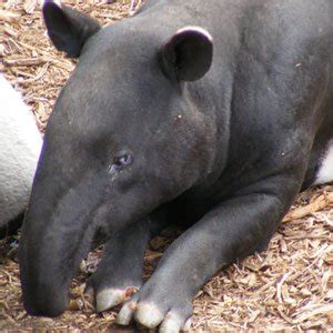 Malayan Tapir | The Animal Facts