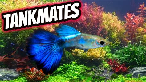 6 Awesome Guppy Fish Tankmates - YouTube