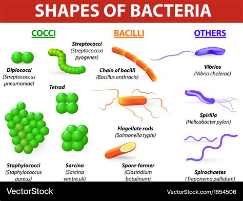 Types of bacteria Royalty Free Vector Image - VectorStock