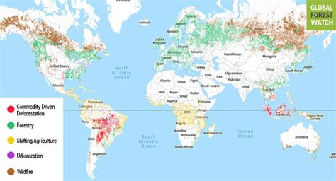 What’s causing deforestation? New study reveals global drivers | Tree Frog creative