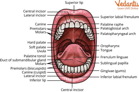 Human Anatomy Floor Of Mouth | Review Home Co