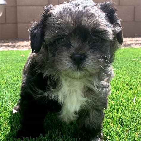 Arizona Mini Shih-Poo Puppies - Shih-Poo Puppy Sales