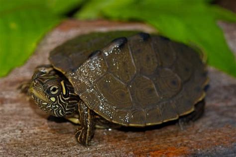 How Long Do Map Turtles Live In Captivity? – The Turtle Hub