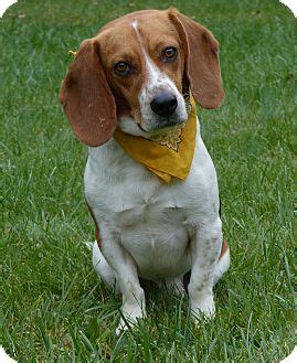 Mocksville, NC - Beagle/Basset Hound Mix. Meet Olaf a Dog for Adoption.