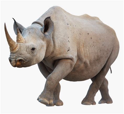 Rhino Walking - Black Rhino Horn, HD Png Download - kindpng