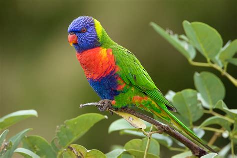 Rainbow Lorikeet Facts, Pet Care, Diet, Price, Pictures