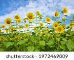 Backs of the sunflowers under the skies image - Free stock photo ...