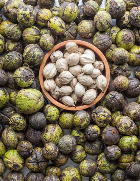 Shagbark Hickory Nuts: Harvesting, Cracking and Cooking