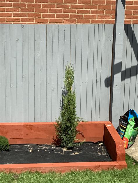 Pruning/Training Italian Cypress Trees — BBC Gardeners' World Magazine