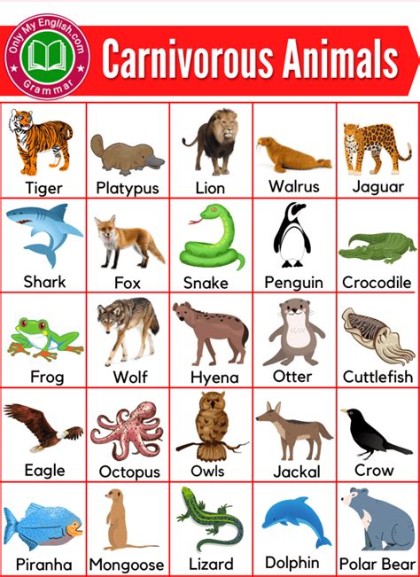 30+ Carnivores Animals Name List with Pictures » Onlymyenglish.com