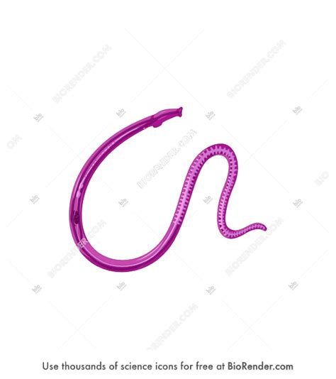 Free Schistosoma haematobium (female) Icons, Symbols & Images | BioRender