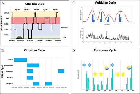 Cyclical patterns in epilepsy. A Ultradian cycles occur during sleep.... | Download Scientific ...