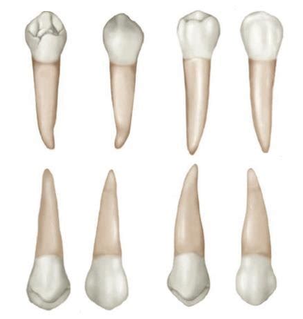 4: Occlusal aspect of maxillary first premolar (left); maxillary left... | Download Scientific ...