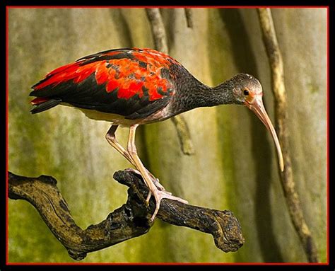 Baby Birdorable: Scarlet Ibis in Baby Birds, Ibises