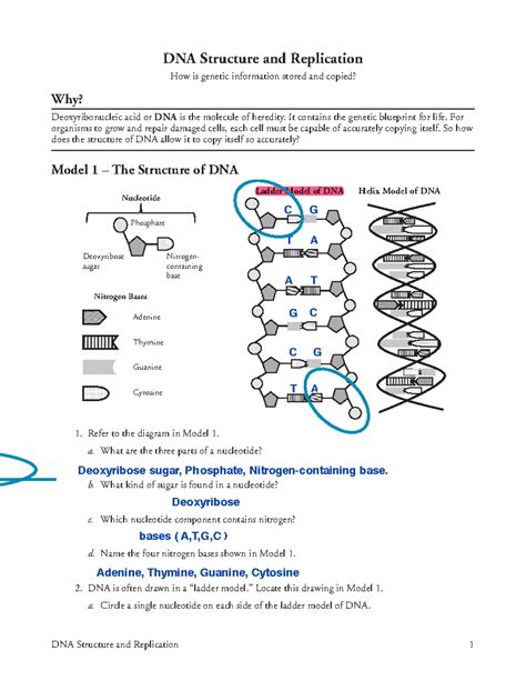 18 DNA Structure and Replication-S - It contains the genetic blueprint ...