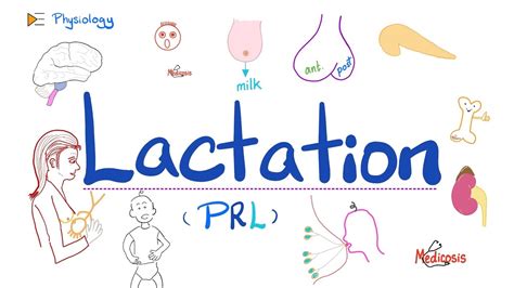 Breastfeeding (Lactation)- Prolactin, Oxytocin, Human Placental Lactogen - Reproductive ...