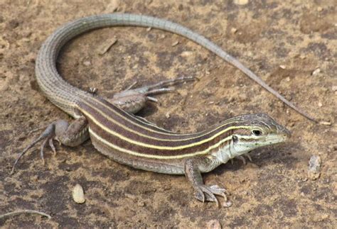 The desert grassland whiptail lizard is an all-female species of reptiles. | Lizard, Arizona ...