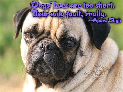 Funny Image Collection: Funny Dog Quotes | Lola Eco Dog