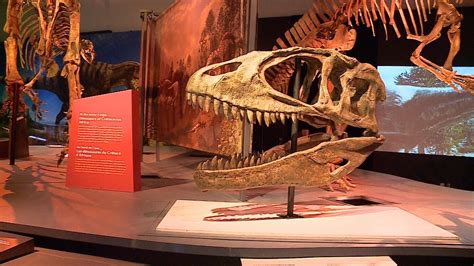 Rarely seen dinosaurs come to the Canadian Museum of Nature | CTV Ottawa News