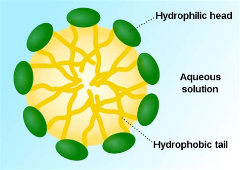 Difference Between Hydrophobic and Hydrophilic Molecules | Definition ...