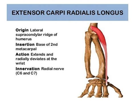 extensor carpi radialis origin and insertion - Google Search ... # ...