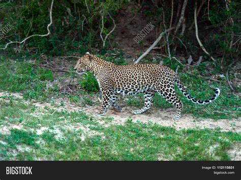 Leopard Sri Lanka Image & Photo (Free Trial) | Bigstock