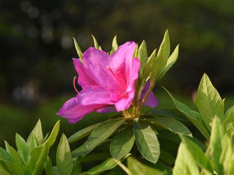 Tips & Information about Azaleas - Gardening Know How