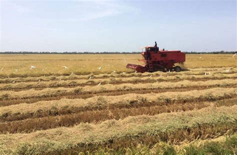 Rice harvesting 77% complete - Guyana Chronicle