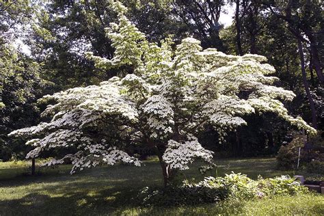 Japanese Dogwood (Cornus kousa) organically grown flower seeds. Floral Encounters.