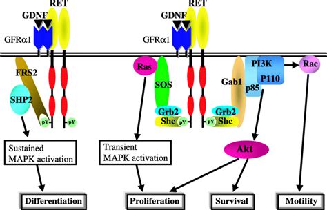 The RET proto‐oncogene: A molecular therapeutic target in thyroid cancer - Kodama - 2005 ...