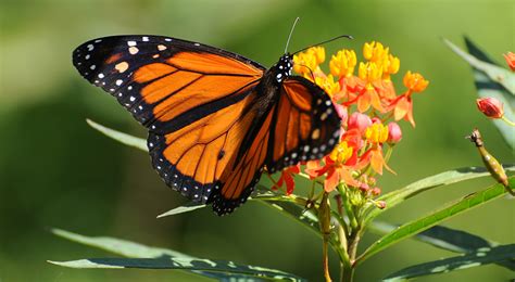 Create a Pollinator Habitat in 5 Easy Steps | Iowa Electric Cooperative Living