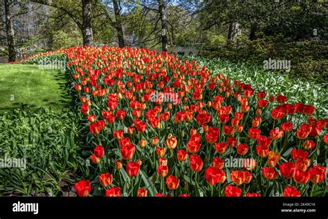 Tulips at Keukenhof Gardens Stock Photo - Alamy