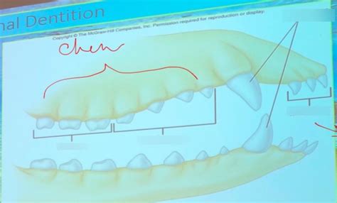 animal teeth Diagram | Quizlet