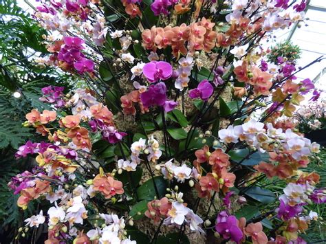 15 Photos Of The Fantastically Colourful Kew Gardens Orchid Festival 2019 | Londonist