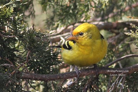 Western Tanager – Birding Pictures