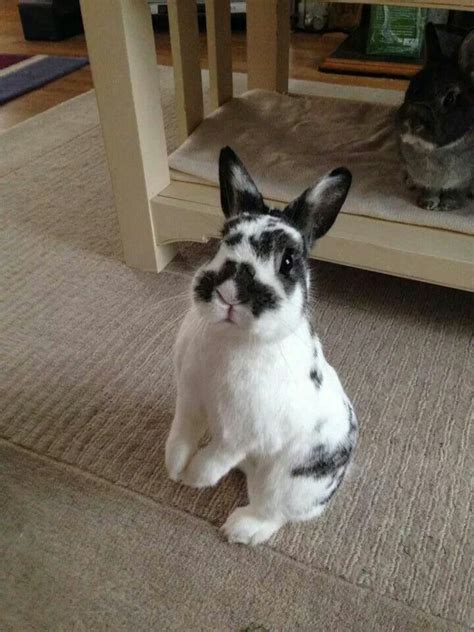 1000+ images about Dwarf rabbits on Pinterest | A bunny, Portrait and ...