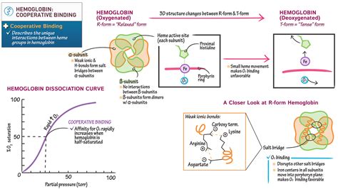 Hemoglobin Cooperative Binding | ditki medical and biological sciences