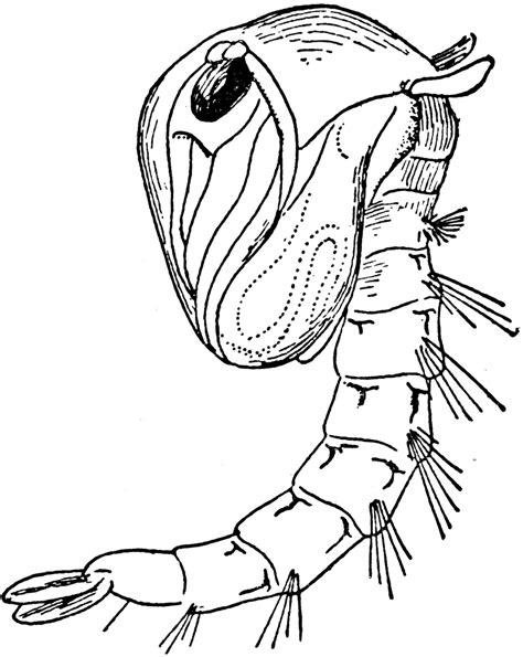 Mosquito Pupa Anatomy