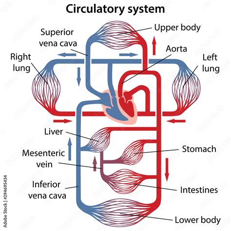 Diagram of human circulatory system with main parts labeled. Vector illustration in flat style ...