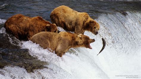 Grizzly Bears Catching Salmon, Alaska | Brown bear, Bear stuffed animal, Bear