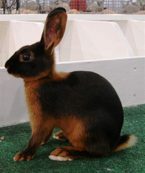 Tan Rabbit Breed Information and Pictures - PetGuide.com | Rabbit breeds, Pet rabbit care, Pet bunny