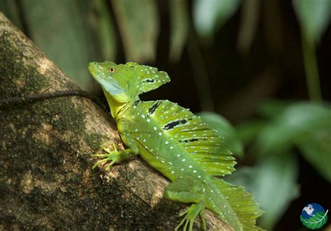 Tortuguero National Park - Canals and Nesting Sea Turtles