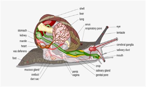 Anatomy Of Snail